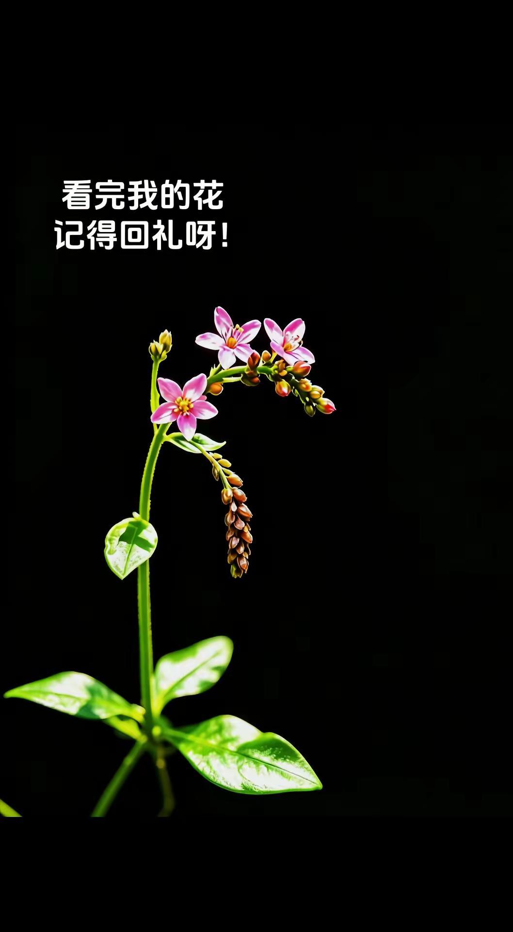  墙角土人参，微小亦芬芳。原创花草 原创视频 拍花成画 植物摄影的治愈瞬间