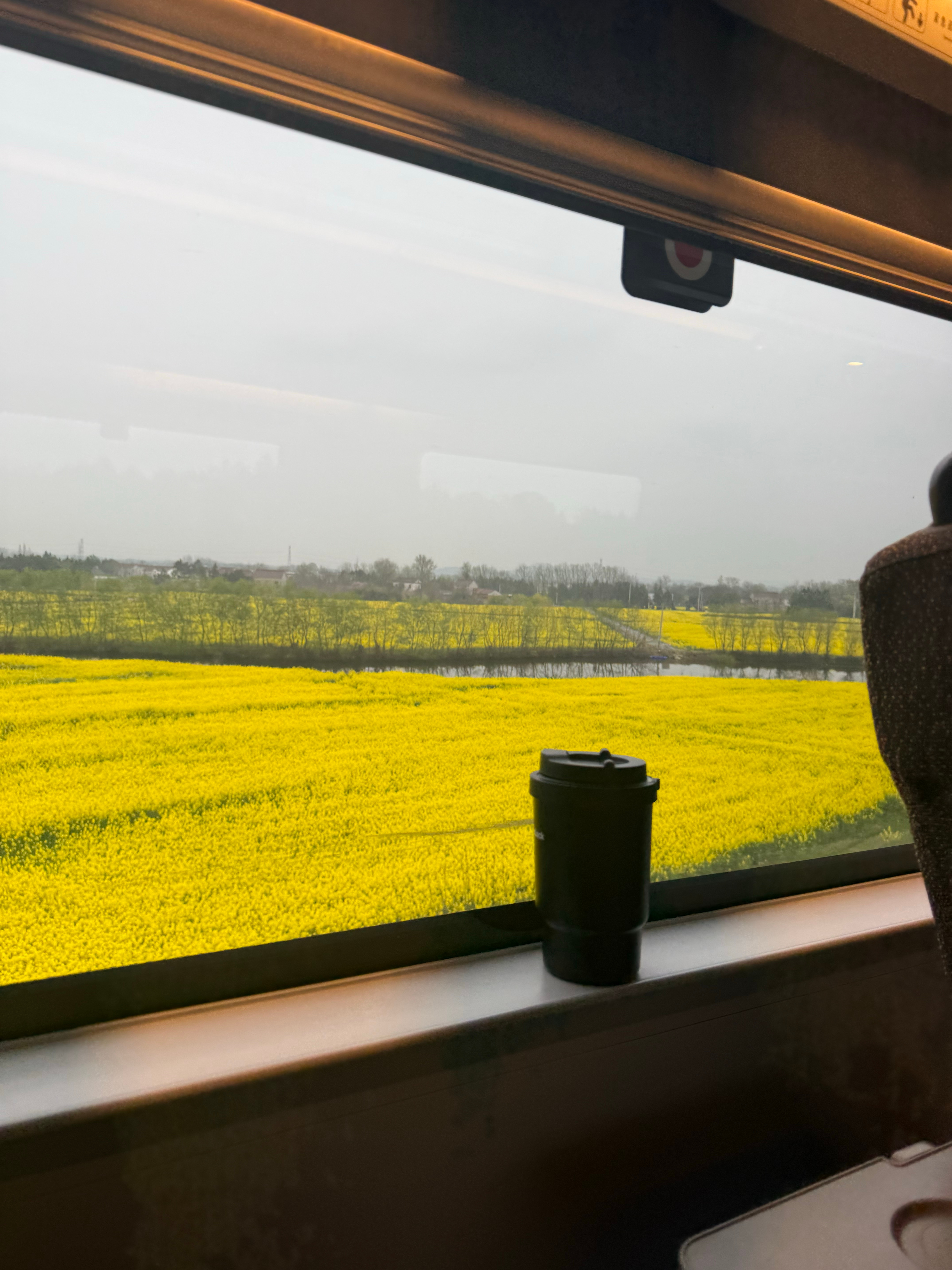 家里的油菜花开了 安庆