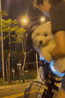 比萨摩耶更可爱的当然是迷你萨摩耶啦[送心]抱紧主人腿腿等着带安全帽太乖喽