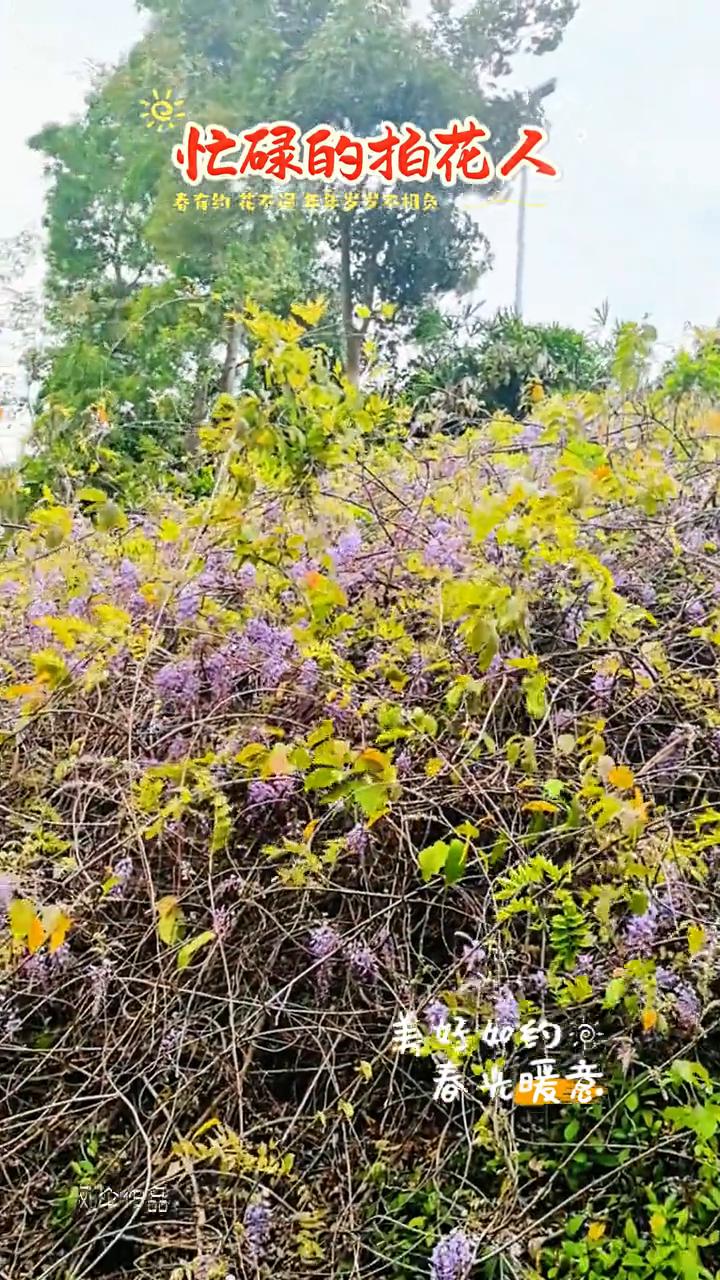 忙碌的拍花人。
美好如约，春光暖意。风伞作品。食约花不误，年年梦岁。风伞作品。春