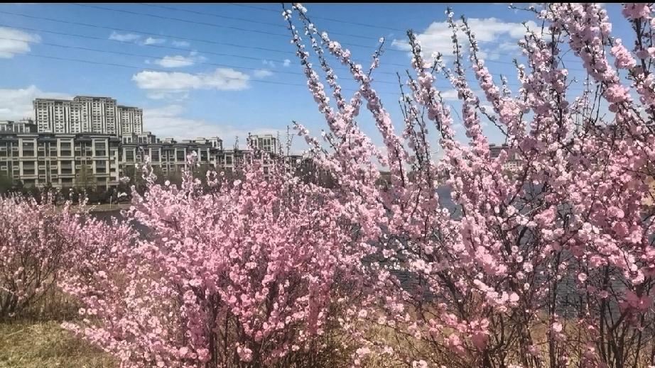 发生在身边的一个真实故事
女孩上学
临走的时候对外婆说
外婆今天不要给我做午饭