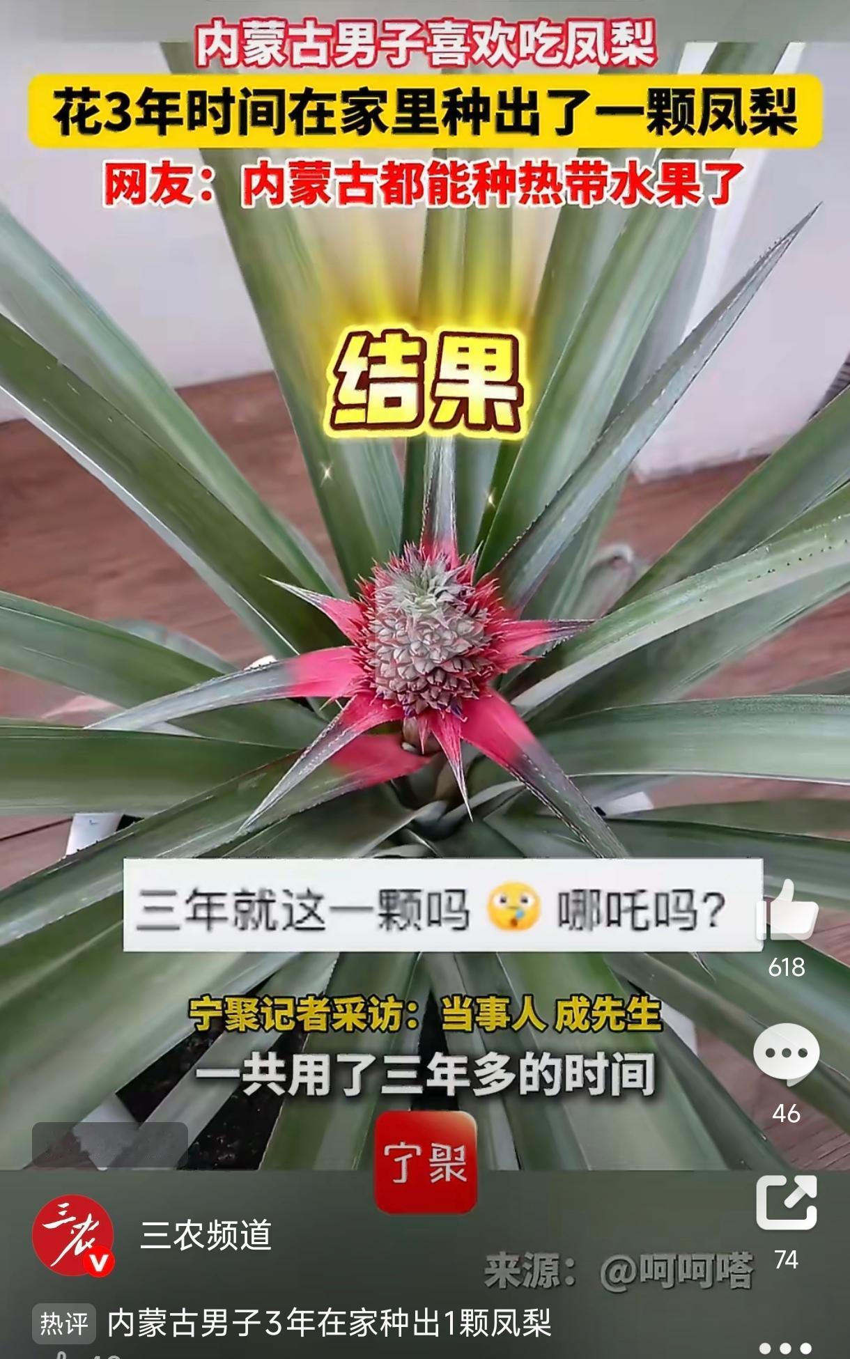 内蒙古，一男子因为爱吃凤梨，花了3年时间，在家里种出了一颗凤梨。

事情得从三年