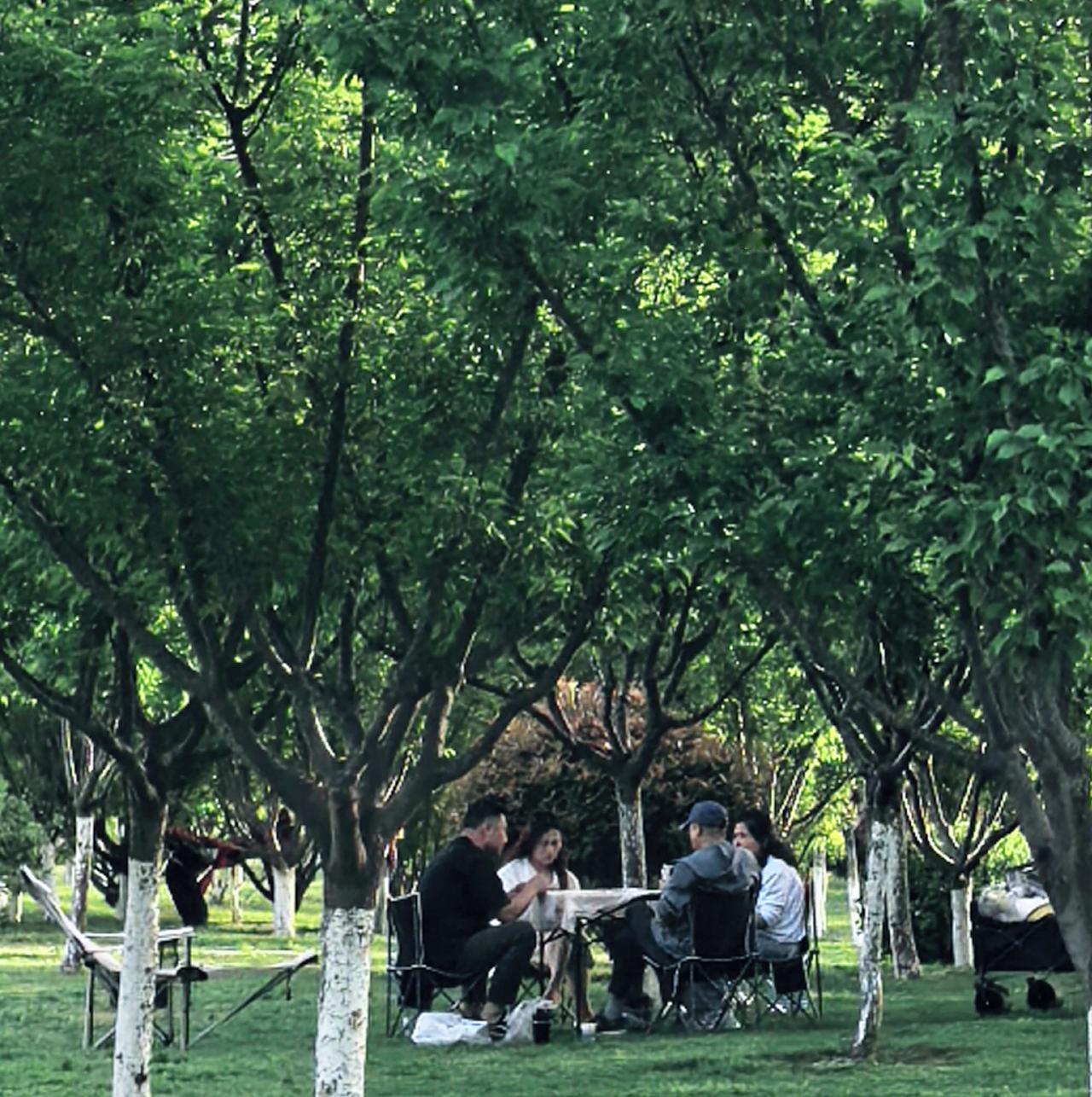 找一片“绿光森林”，约上家人或者牌搭子，带上一个简易的桌子，把手机调成静音，让光