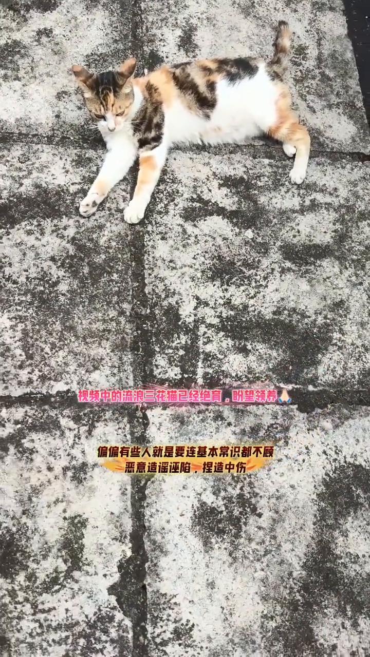 流浪猫是大号老鼠？
流浪猫是大号老鼠？猫捉老鼠是天生的本能，任谁也不能改变。偏偏