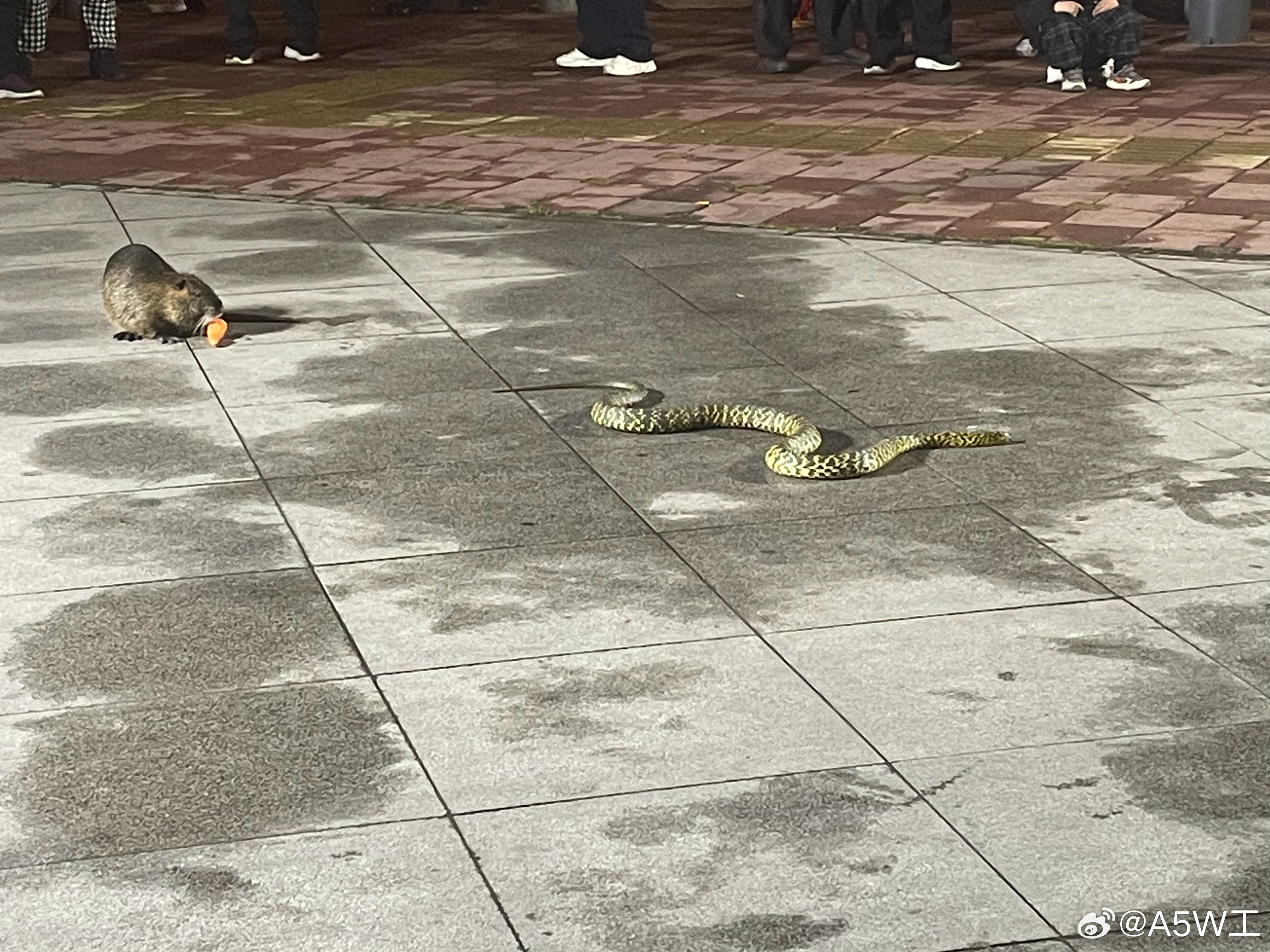 下班回来遇到耍蛇的，是真耍蛇，不是四川的耍蛇 