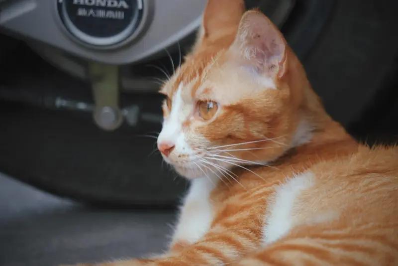 可否秀一下你的国画作品小黄橘猫是一个买菜做饭的能手