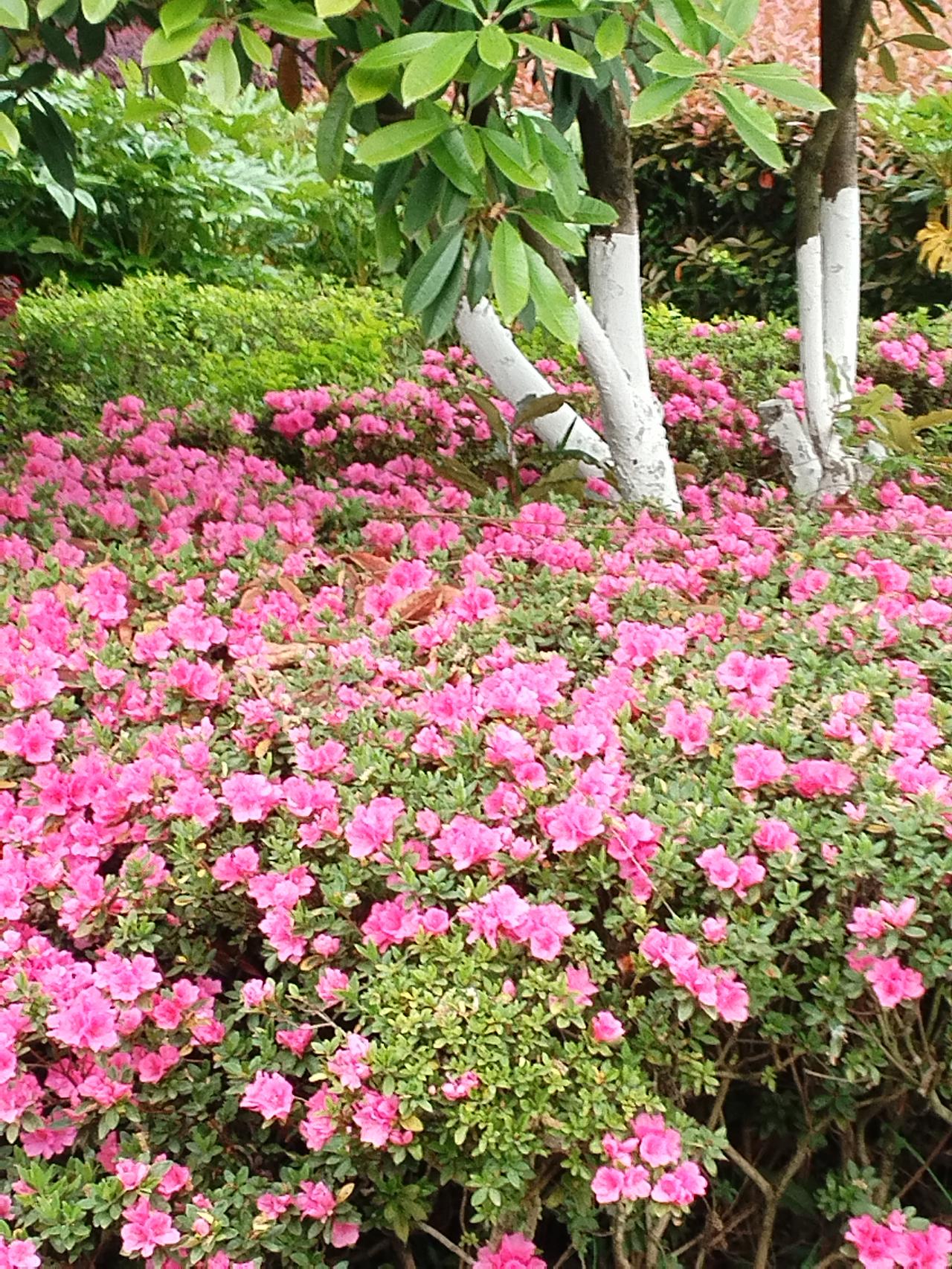 “昨夜清风梳绿柳”这句上联，画面细腻，意境优美，描绘的是春夜清风轻拂绿柳，仿佛给