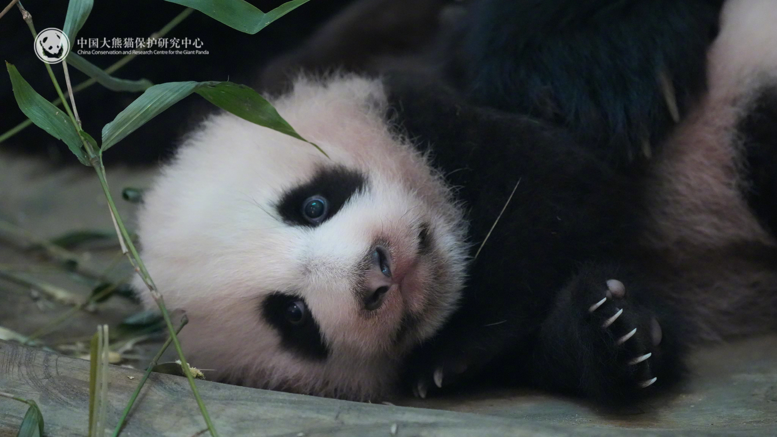 “雅雅崽”在妈妈的守护下，睁着亮闪闪的双眼好奇地打量着这个世界 来源：