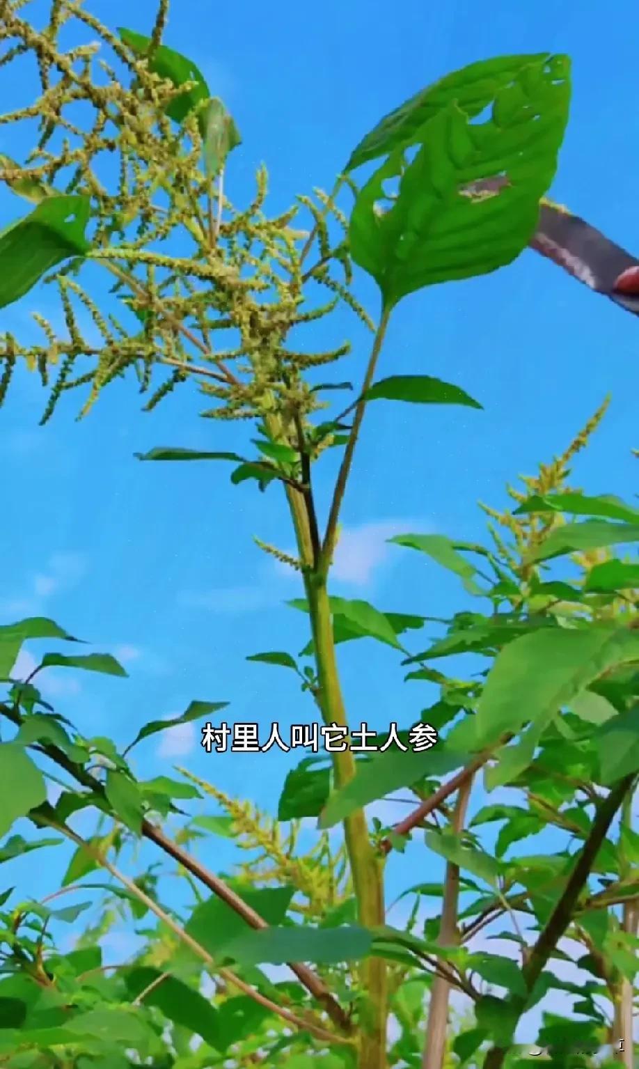 [微风]注意看！这可是个好东西呢，村里人都称它为土人参。我们农村人啊，都到处去挖