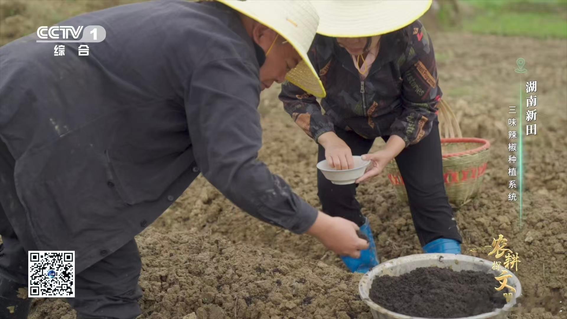农耕智慧绝了！新田人用田螺种辣椒，剪尾去盖埋种子，世代传承的巧思太赞～ 