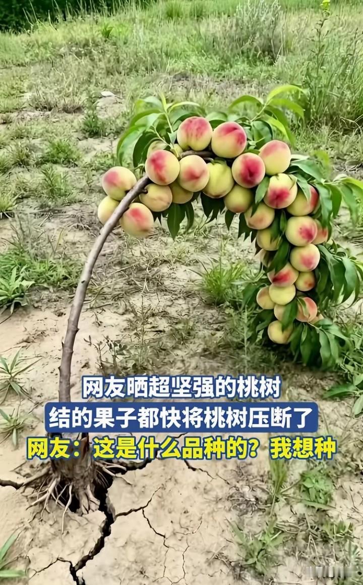 有网友晒出超级坚强的小桃树，细细的树，确长满桃子。要不是有视频，估计很多人都认为