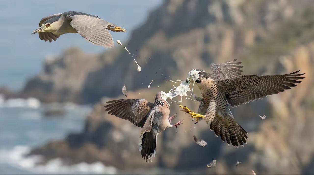很多人遭遇过这种天降鸟屎！走着走着路、逛着逛着街，冷不丁头顶一凉，抬头只见一只鸟