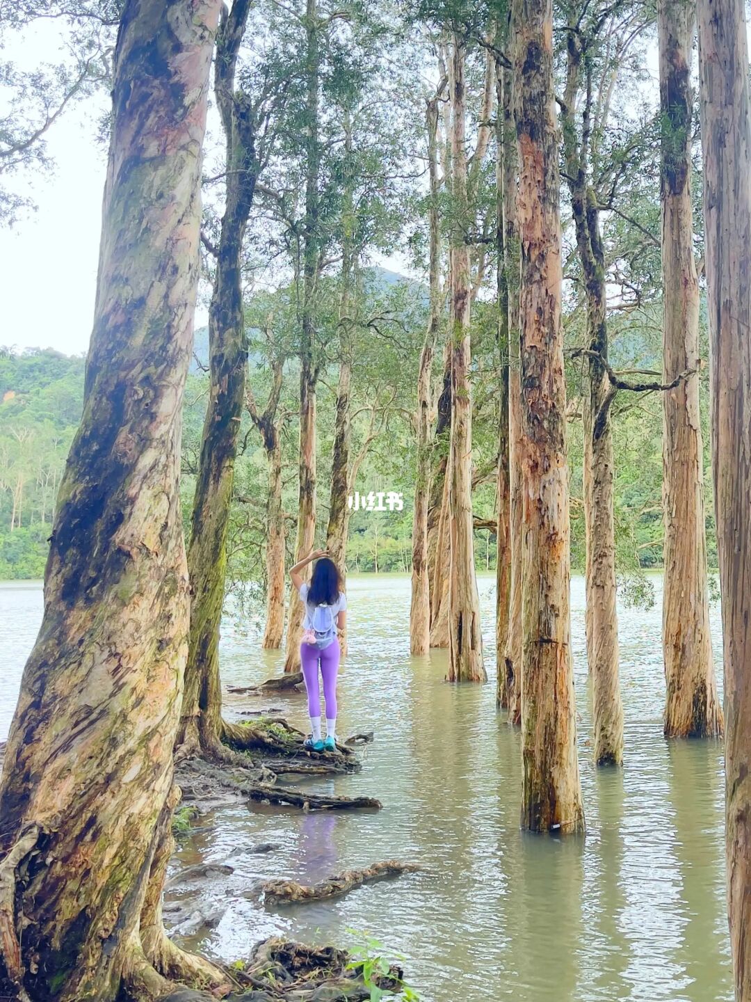 📍城門水塘·香港雨季限定美景·水浸白千層