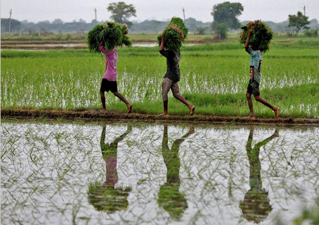 印度公布250万吨尿招标，暗示中方必须15日前行动，否则将耽误春耕计划！

《印