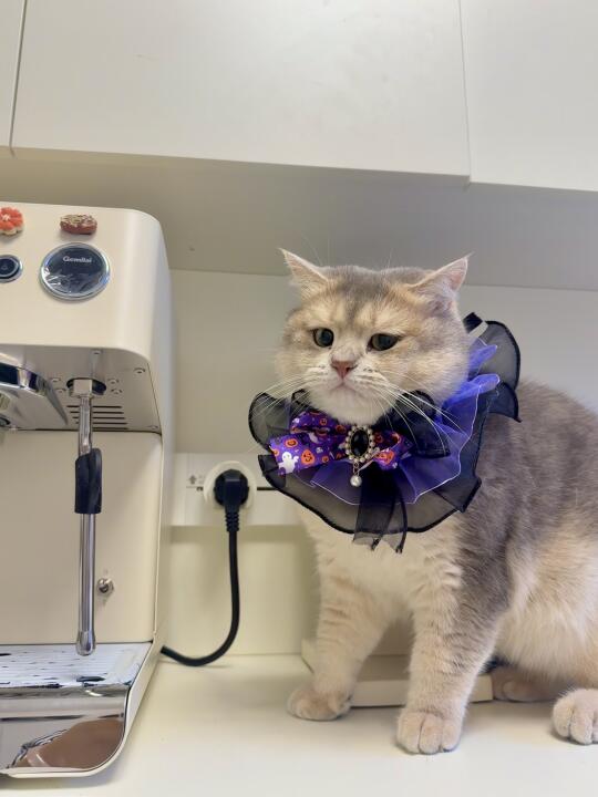 你好，喵很不高兴为您服务