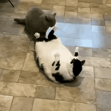 得有多能吃，才能吃到这么胖？