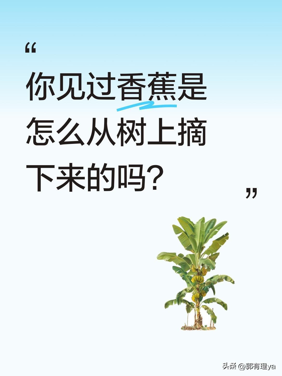 你见过香蕉是怎么从树上摘下来的吗？
采摘香蕉其实是门技术活。蕉农们需要小心翼翼地