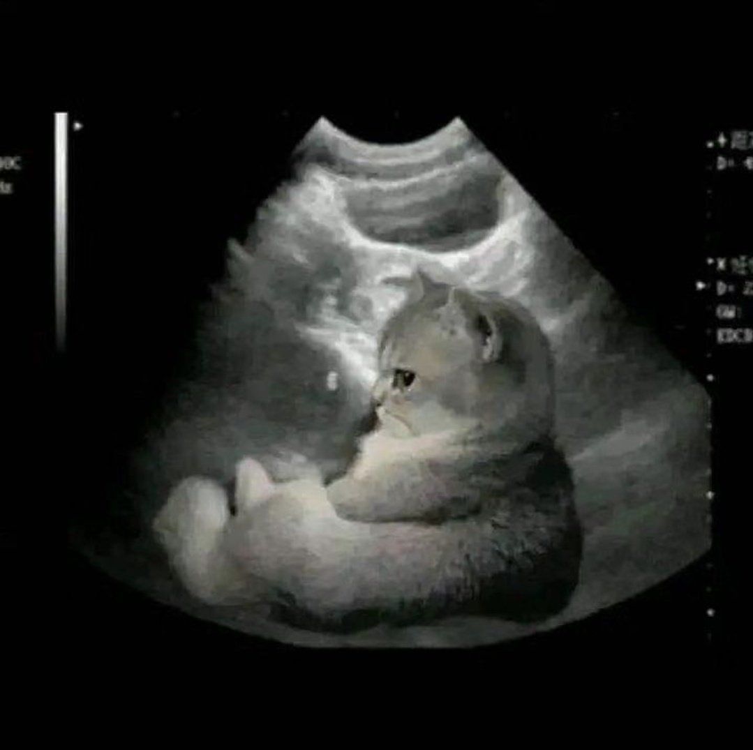 努力这么久终于怀上小猫了 