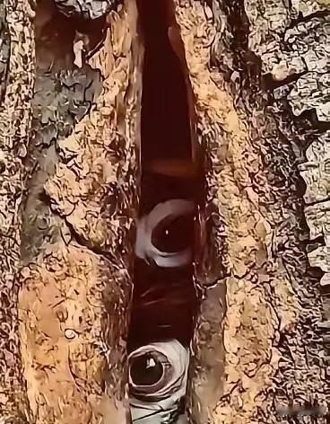 贵州，一男子在山上砍柴，累了正准备找个地方休息，突然，一抬头就看见一颗树洞里面有