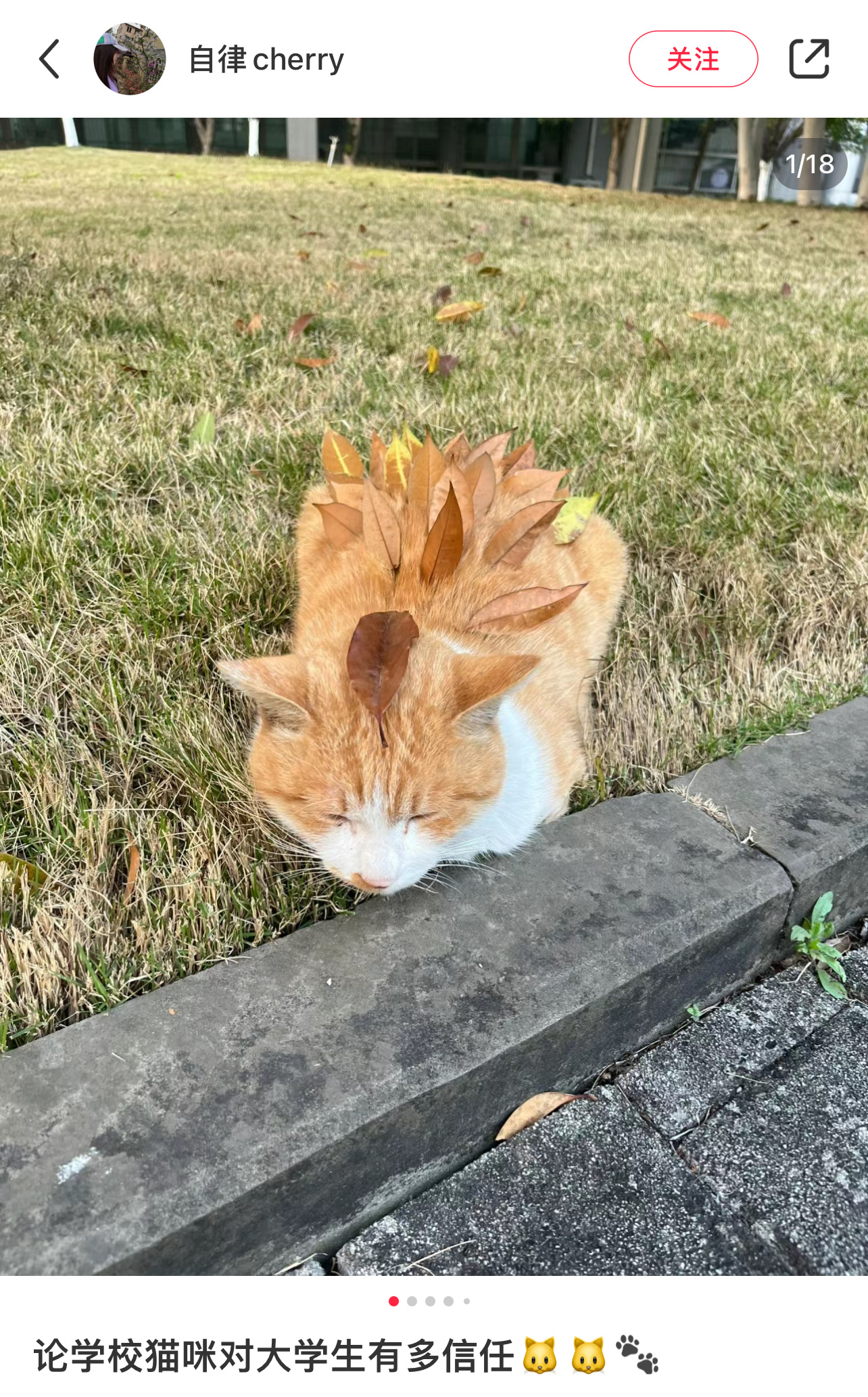 论学校猫咪对大学生有多信任 ​​​