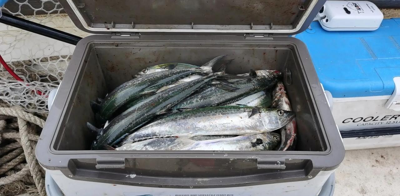 内陆的钓友，你们知道我们沿海的钓友有多痛苦吗？？？！钓鱼 海钓 路亚 热门 @天