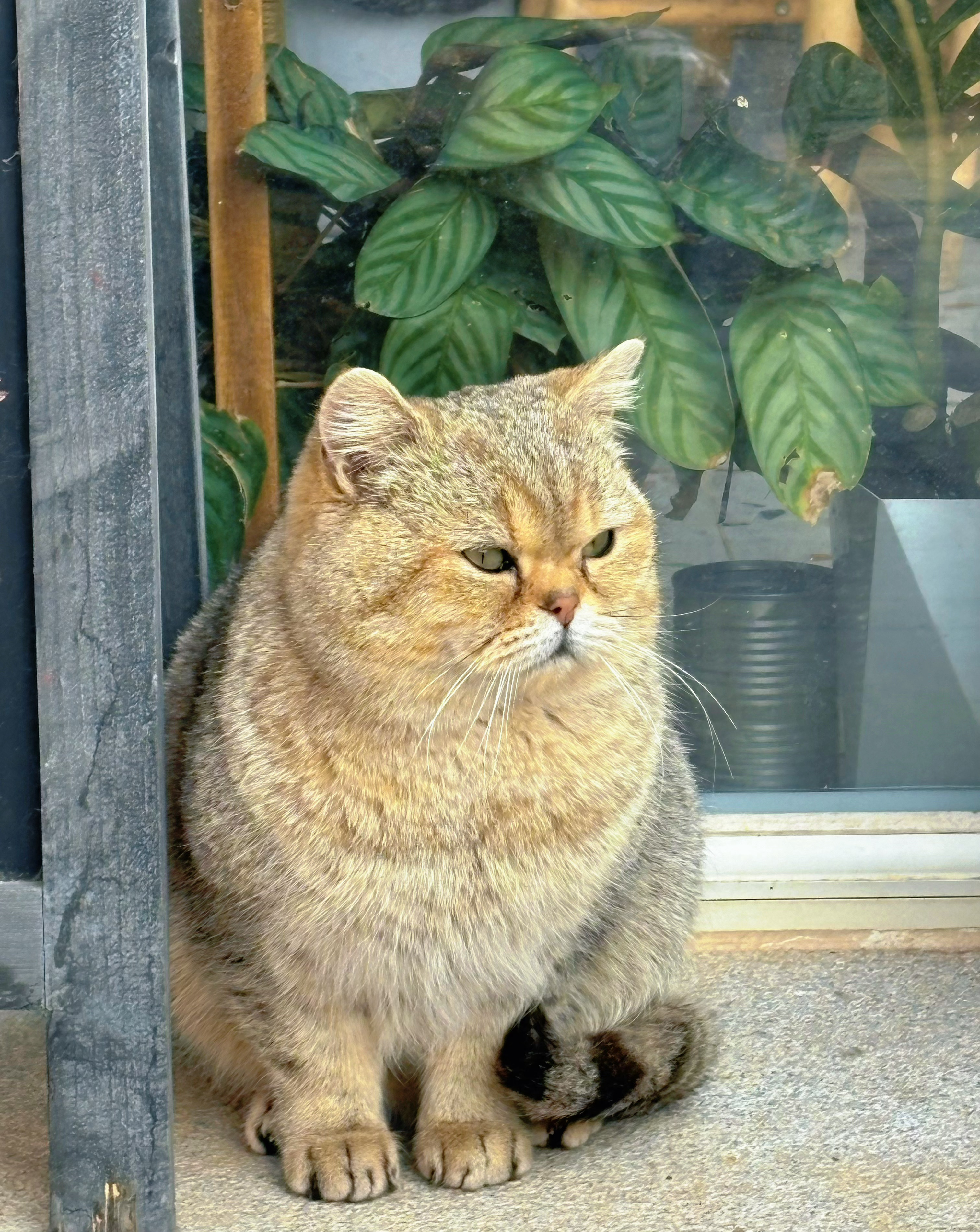 我的花园我的猫 这只猫是个串串。谁能辨别出他的品种？ 