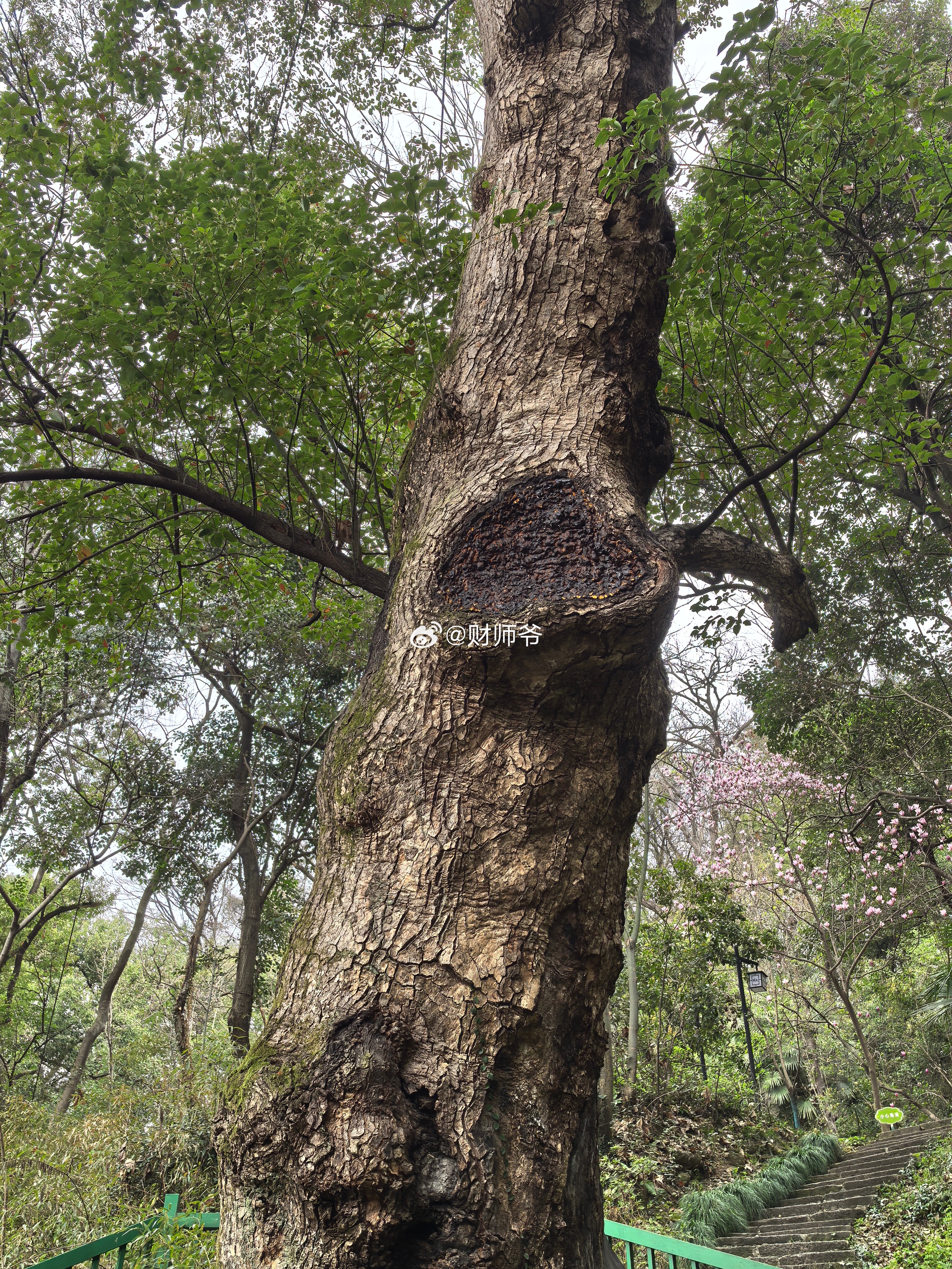 我们绍兴府山上也有一棵天然的“雷击木”樟树，标牌上写着：树龄500年…曾遭受雷击