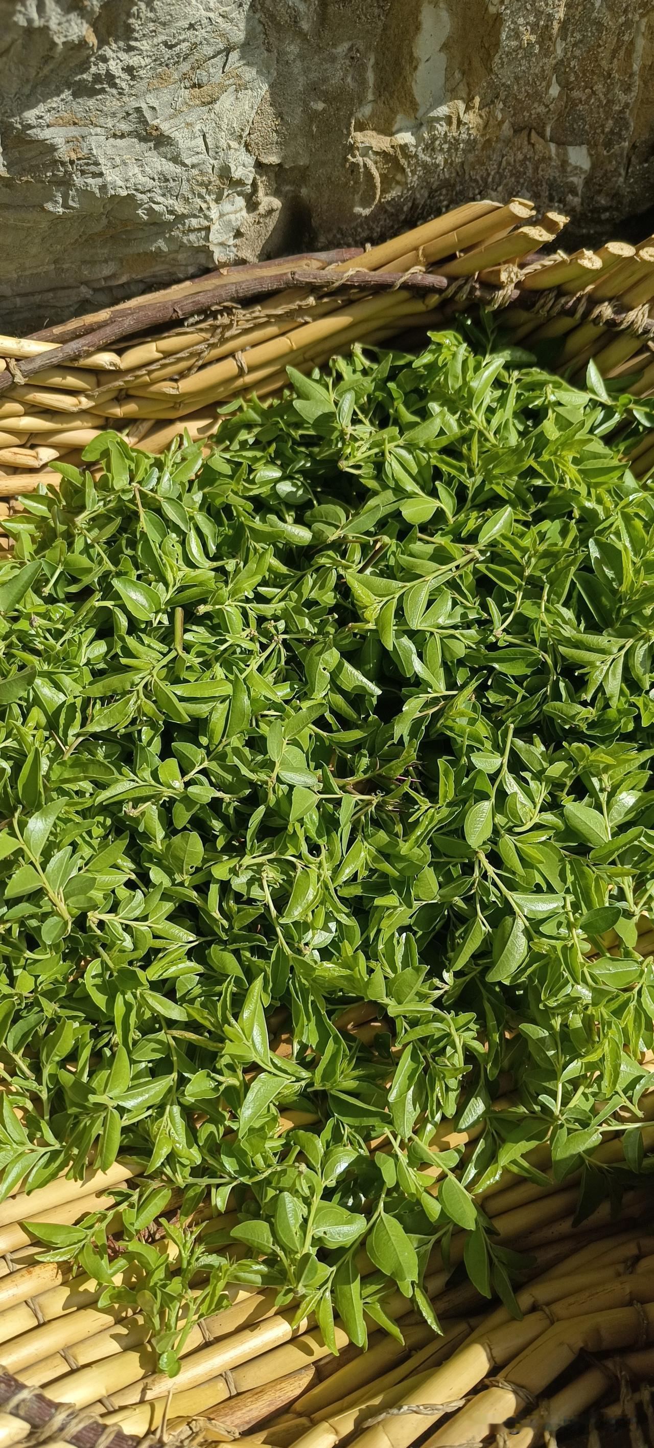 都说山枣芽炒干之后冲茶喝特别好喝，而且还有安神助眠的作用。
今天上山摘了一点，可