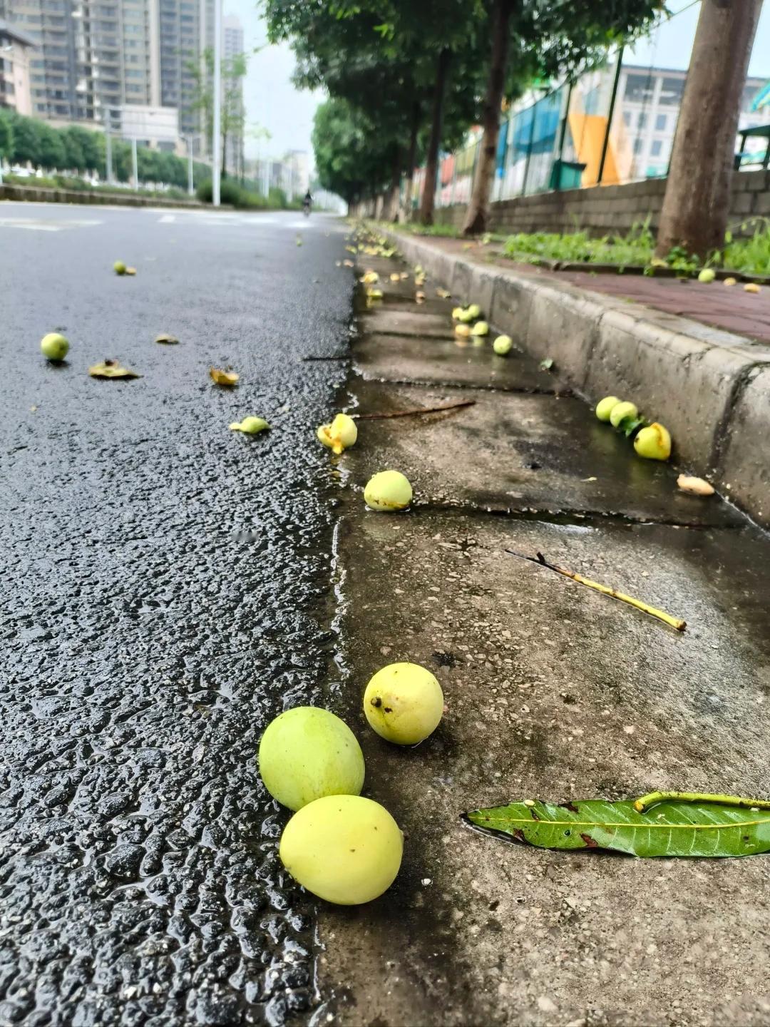 中午在路边瞅见地上滚了一堆黄果子，第一反应就是“谁这么浪费，梨扔得满地都是”！