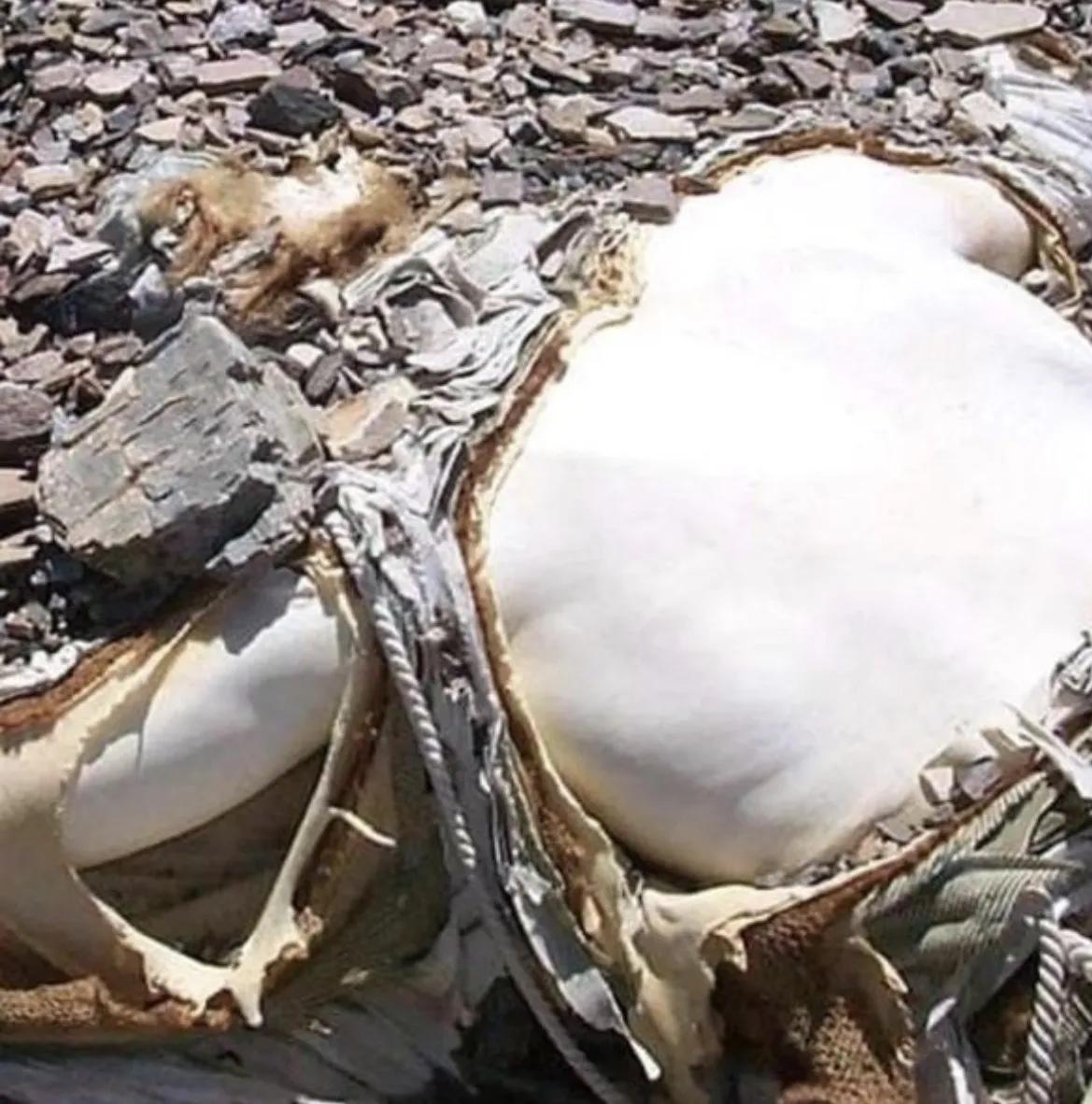 珠峰上躺了75年的那具尸体，兜里揣着一样东西，让所有看到的人都沉默了。

199