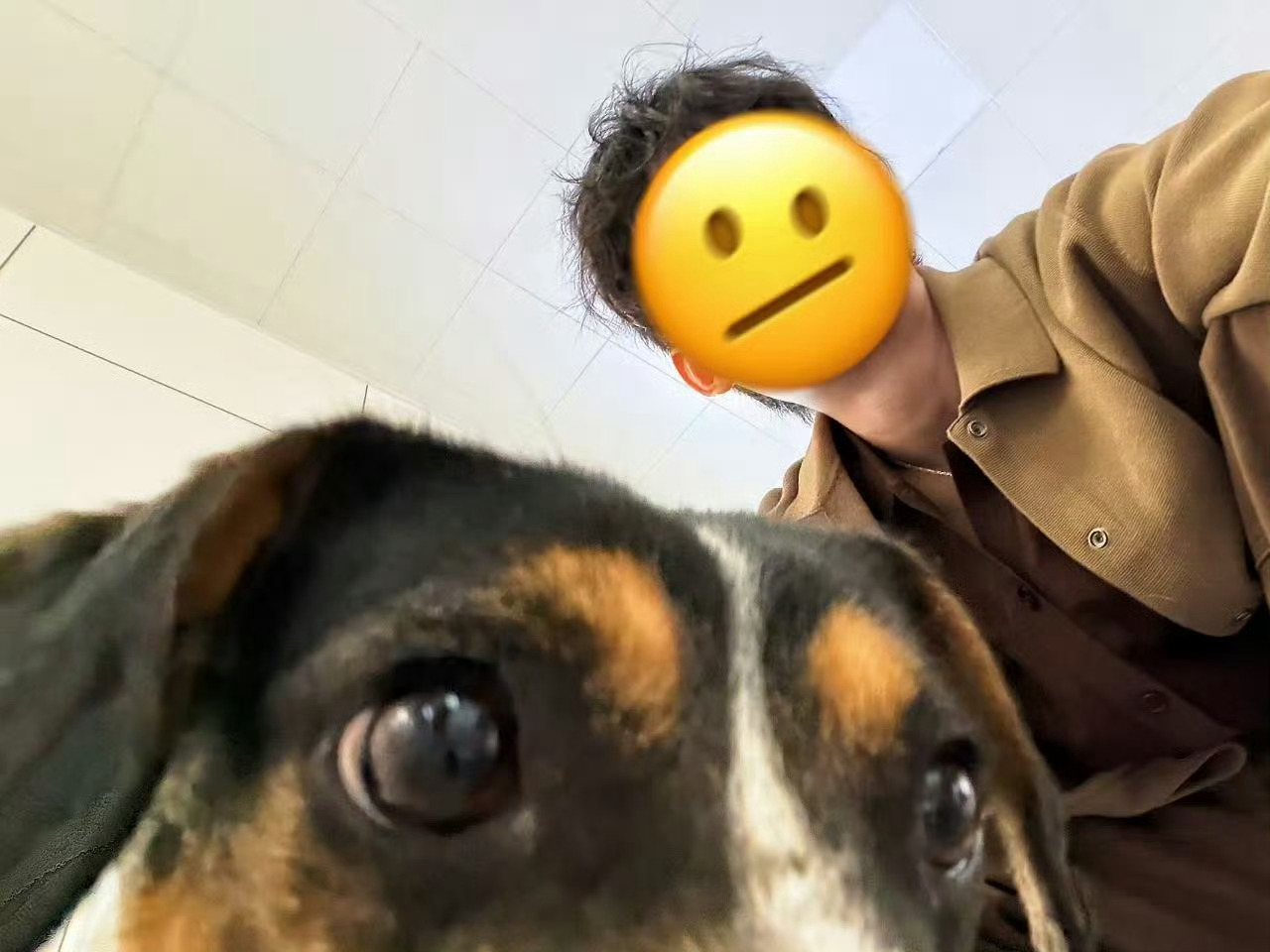 姚琛搭档小狗首登竞综姚琛官宣加盟宠物综艺姚琛官宣加盟宠物竞技综艺，还和小狗搭档一