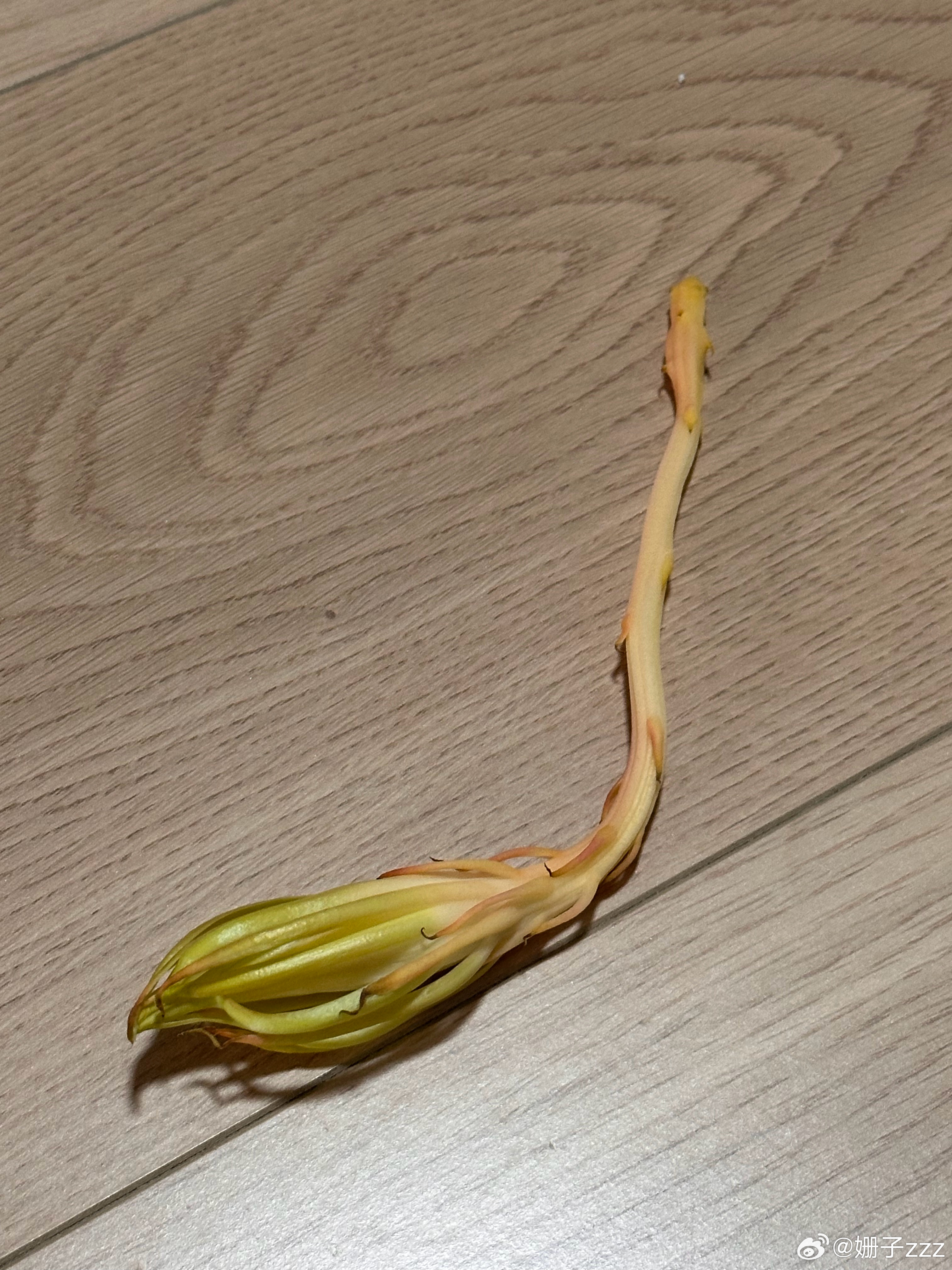 昙花的花苞掉了….今年又没机会看到开花了…. 