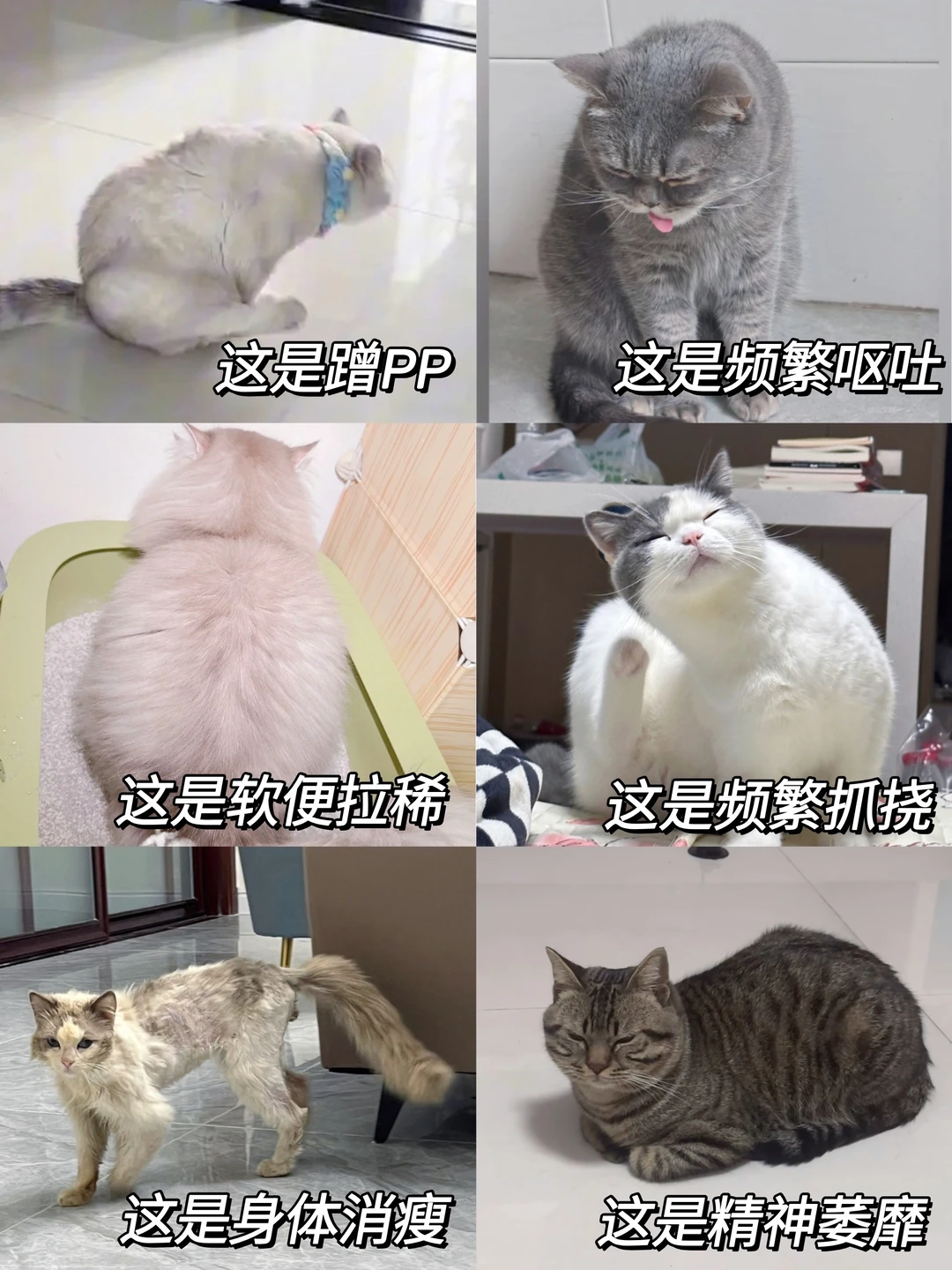 警惕❗猫咪有这些症状可能需要驱虫了！