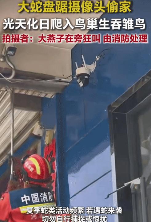 河北承德，女子看到大蛇钻到燕子窝吃小燕子。没想到，女子急得说: “我报警了，都吃