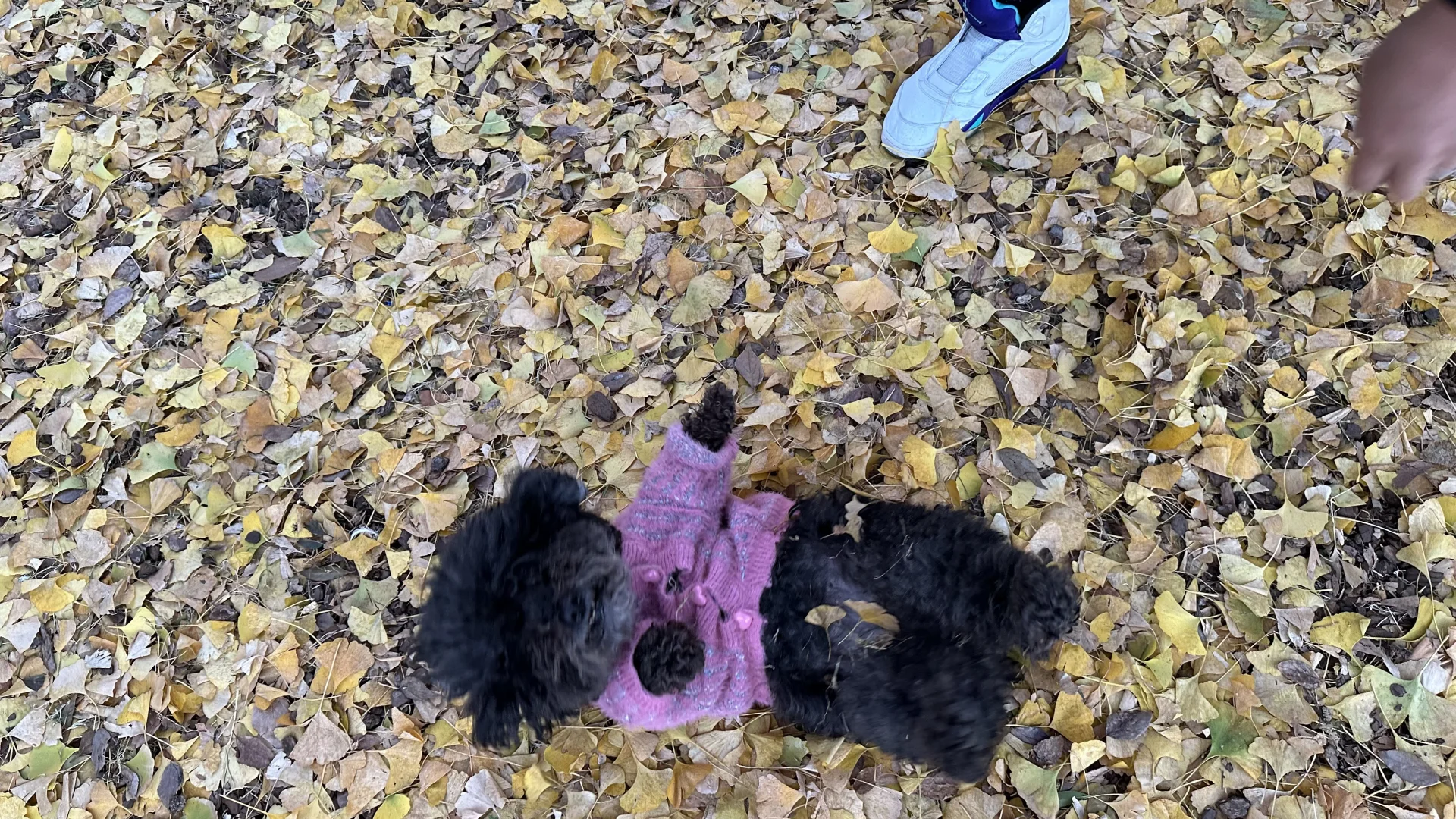 听说拍银杏一定要躺着从上面拍？