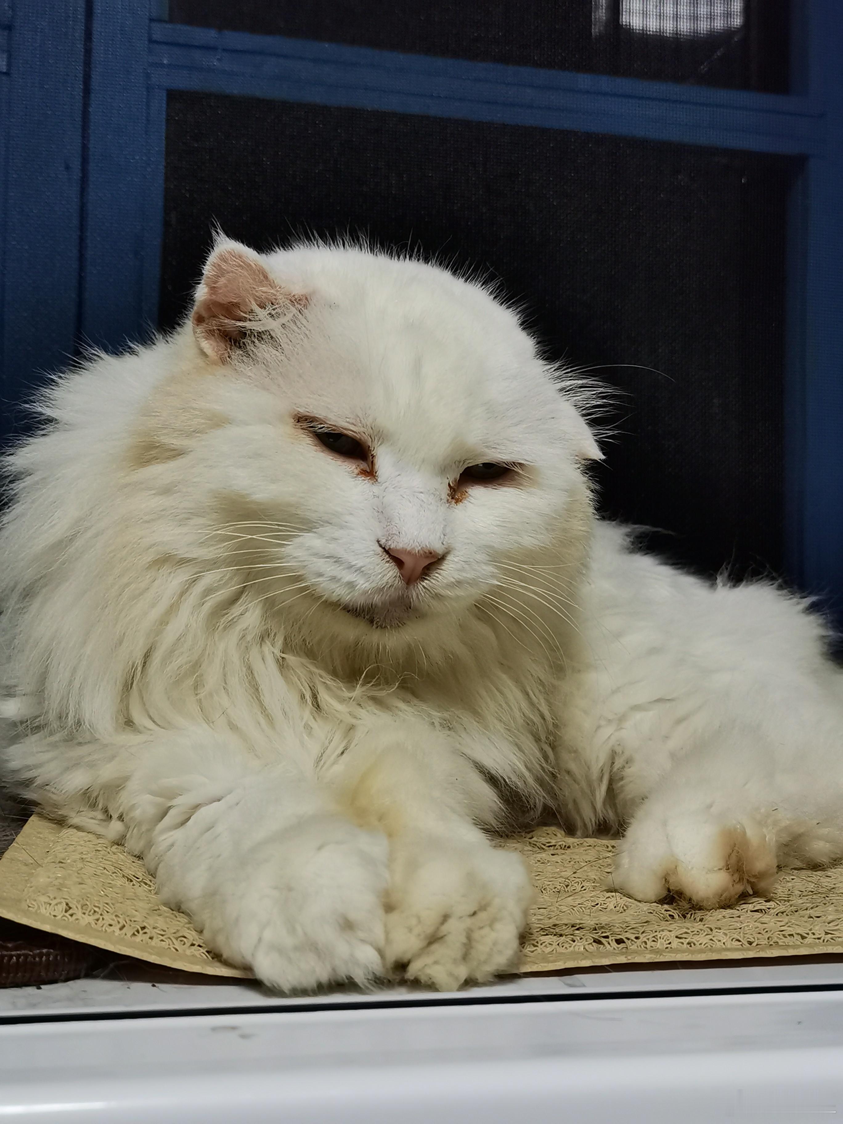 老狮子猫宁最近除了滋尿还喜欢打架呢