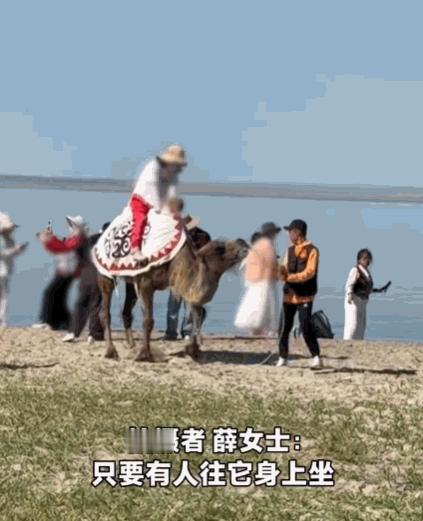 太没人性了！新疆阿勒泰，一女子正在游玩，突然听到骆驼哀嚎声。她循声望去，发现一头
