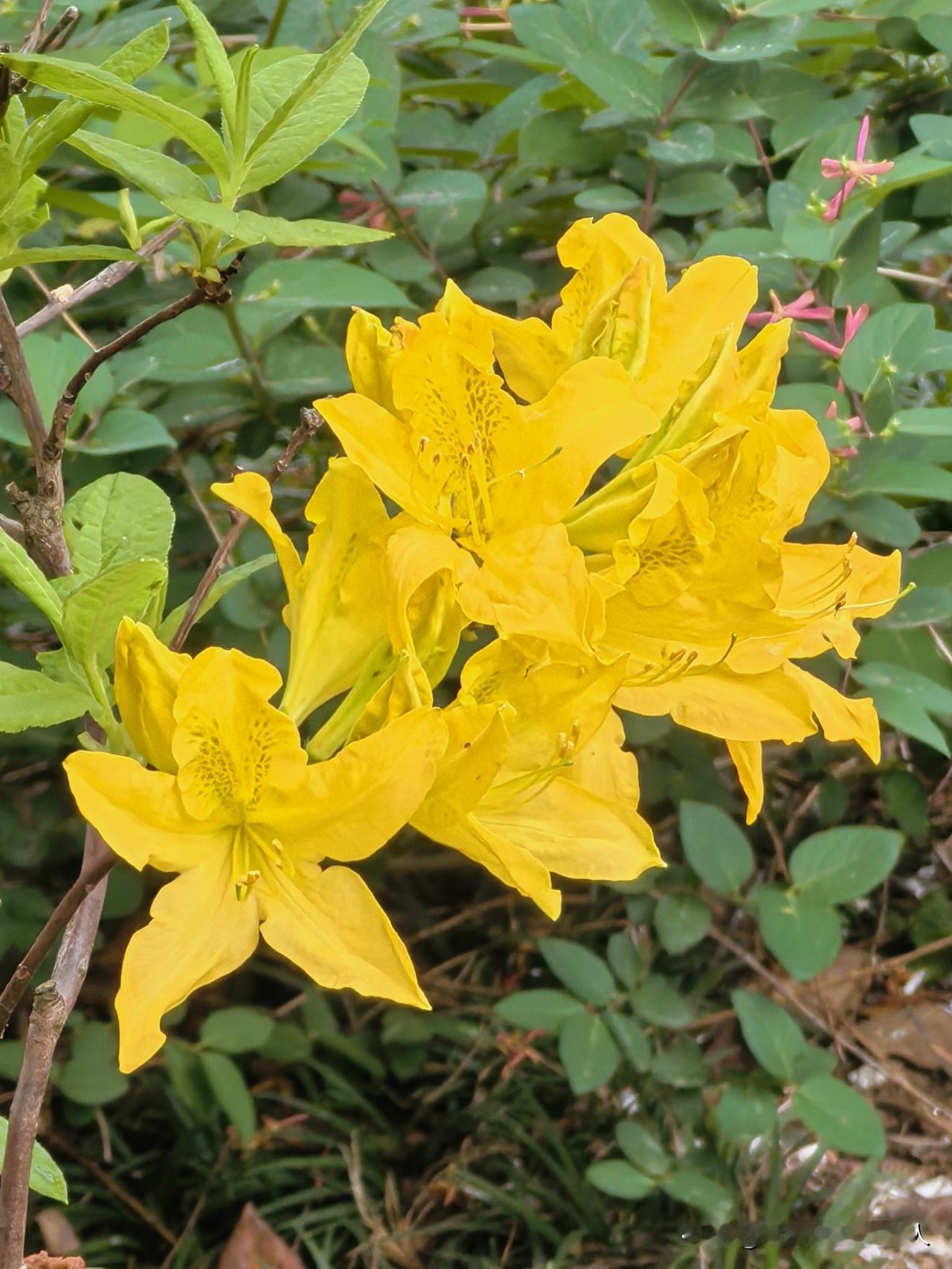 黄色杜鹃花是真不多见，常州的凤凰公园到一座以杜鹃花为主题的公园，也是难得见到黄色