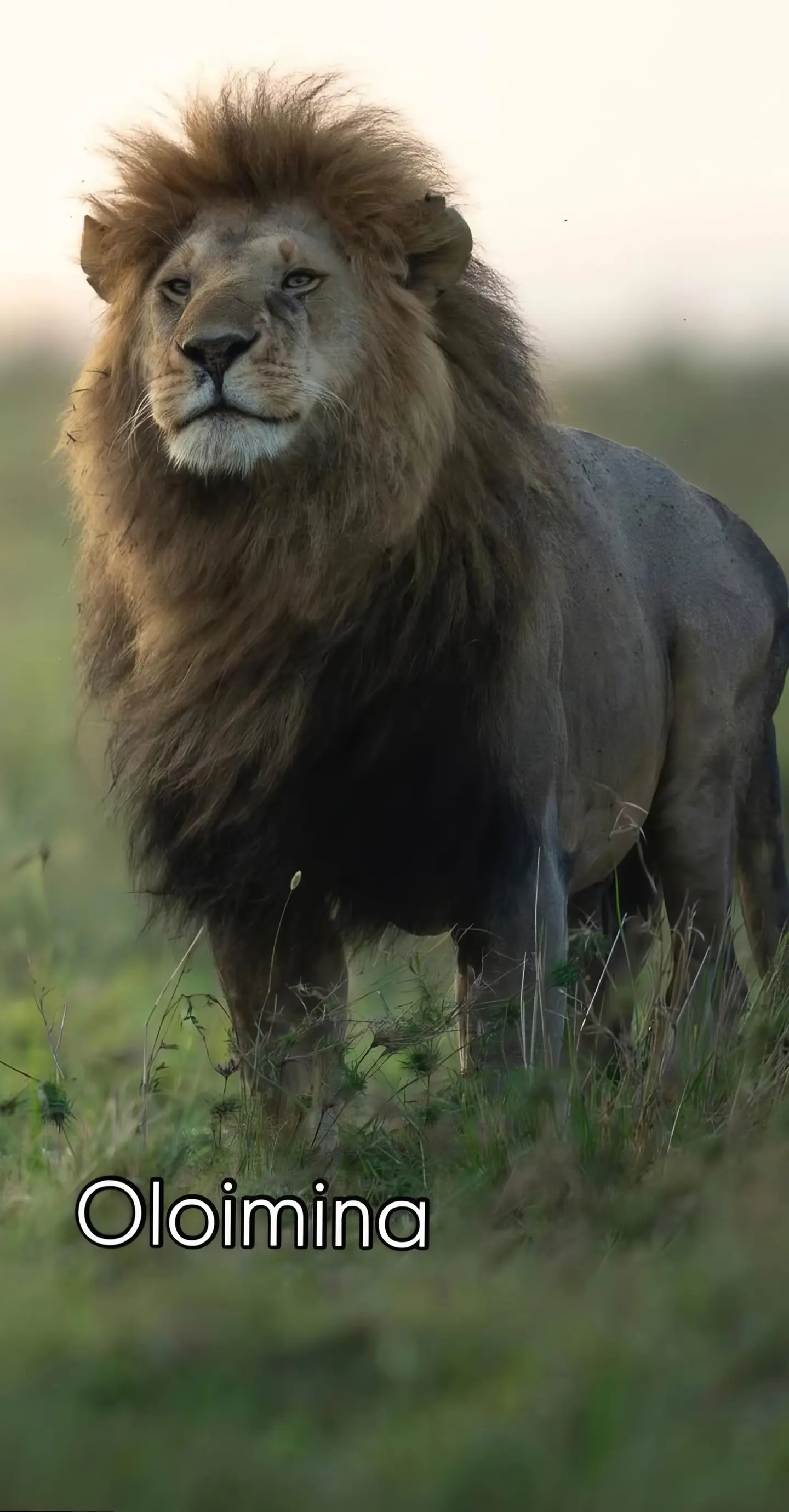 神奇动物在 狮子 动物摄影 动物世界