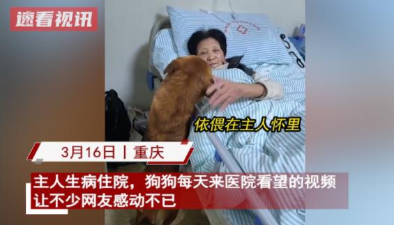 太暖心了！2023年3月，重庆一只小黄狗得知主人住院后，竟然自己找到了去社区医院