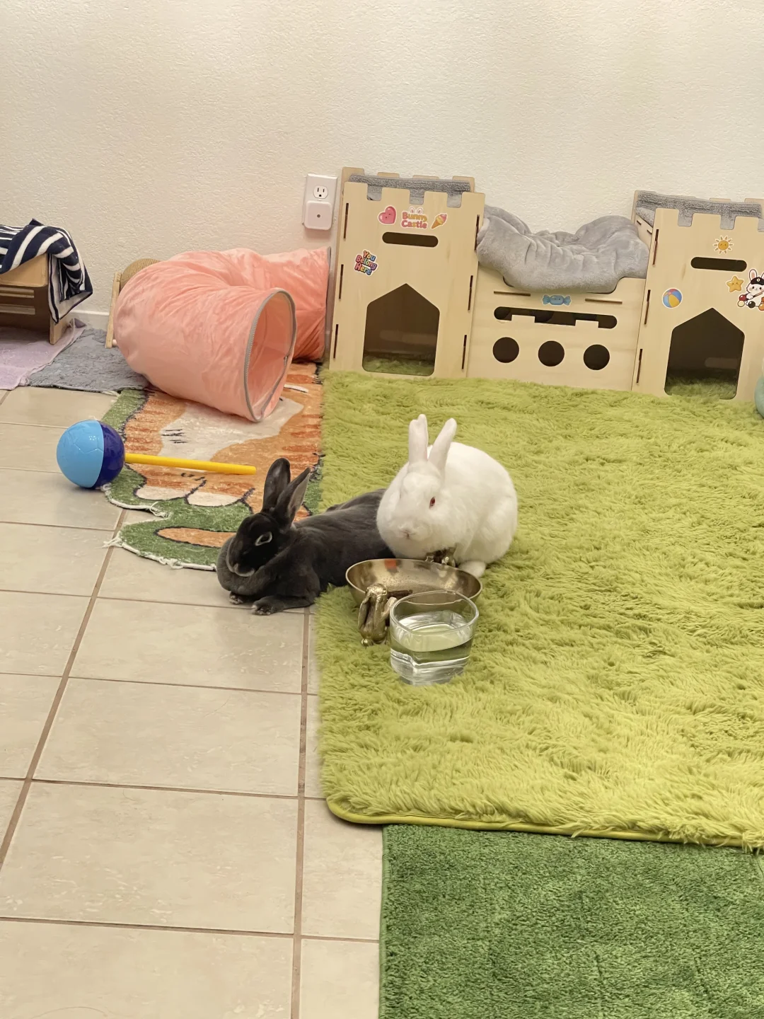 小猪日常🐰