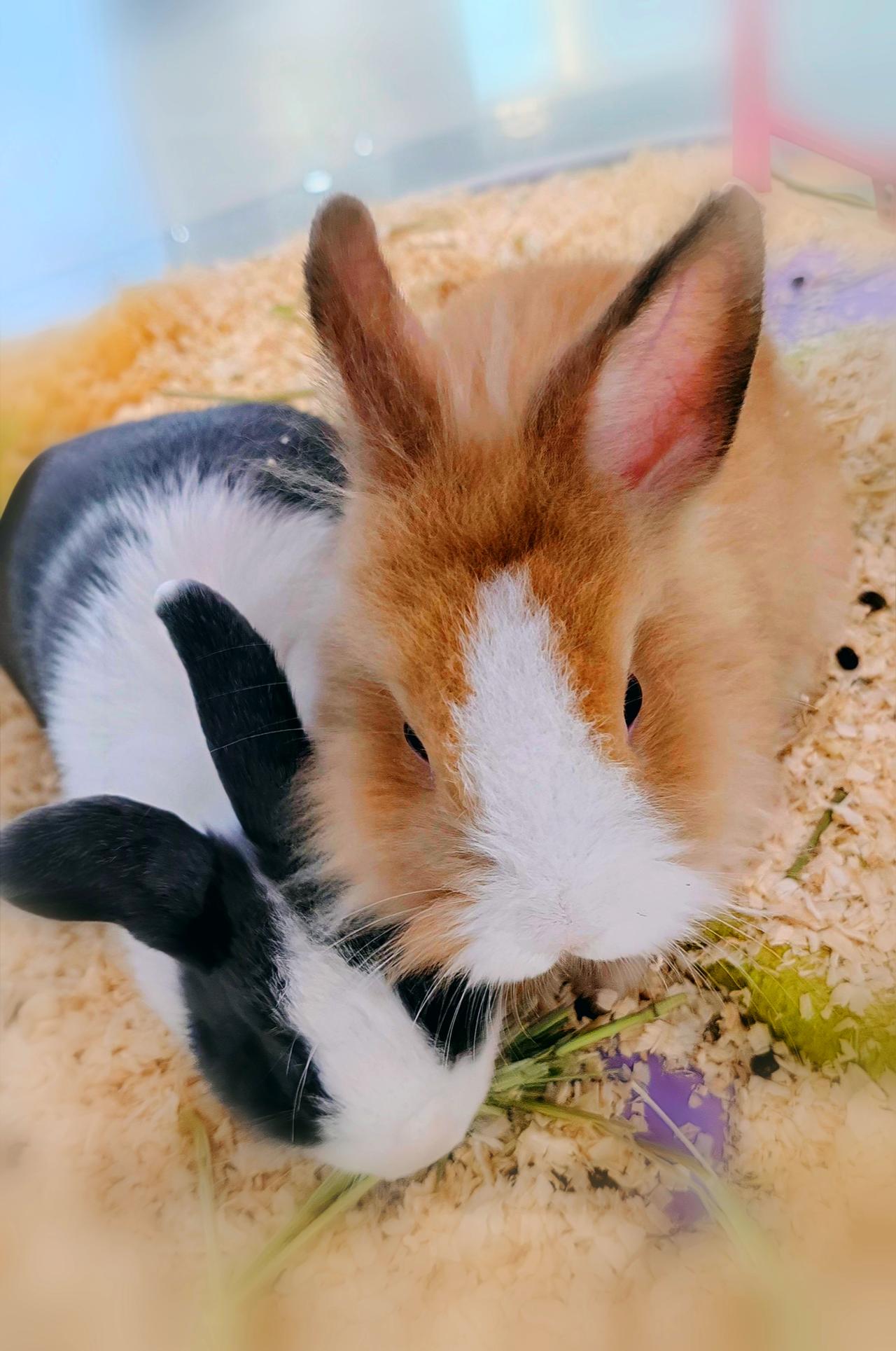 白兔黑兔，相依相偎，这画面想想就温馨。它们一起吃青草，一起蹦跶，累了就依偎着休息