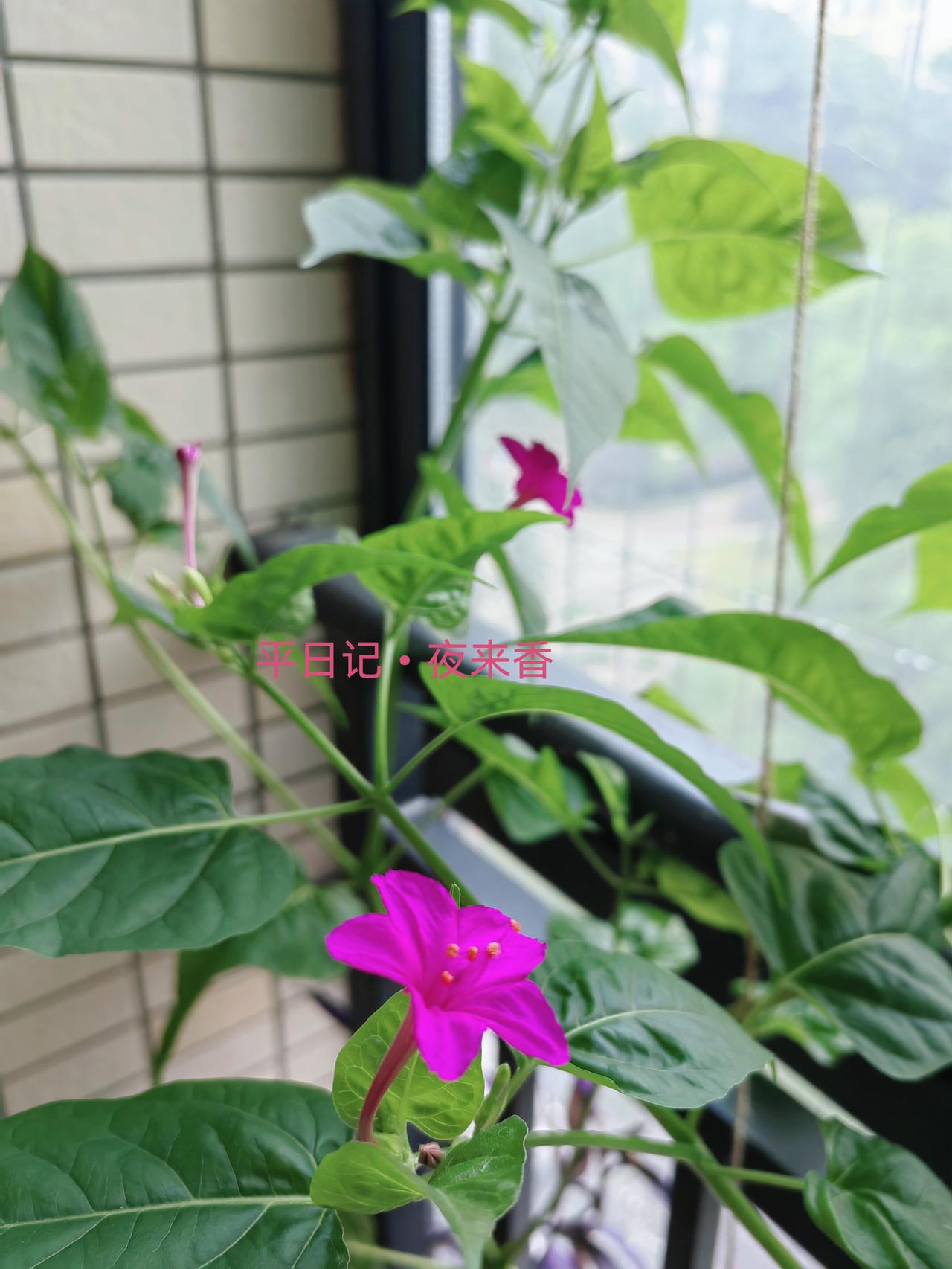 傍晚，主卧阳台上，有馥郁花香扑鼻。
​
​紫茉莉花开，确如它的别名“晚饭花”“夜