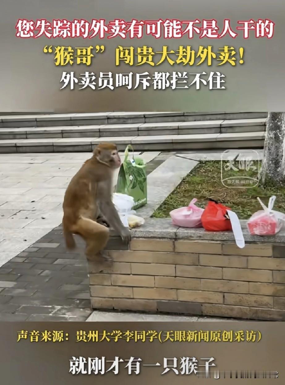 笑喷！外卖失踪竟是“猴哥”干的！
 
快来看这离谱事儿！某大学的外卖被猴子截胡了