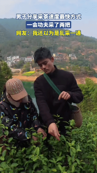 男子“最快采茶法”火了！这效率我看傻了

这哥们的采茶手速，简直是开了挂！
 