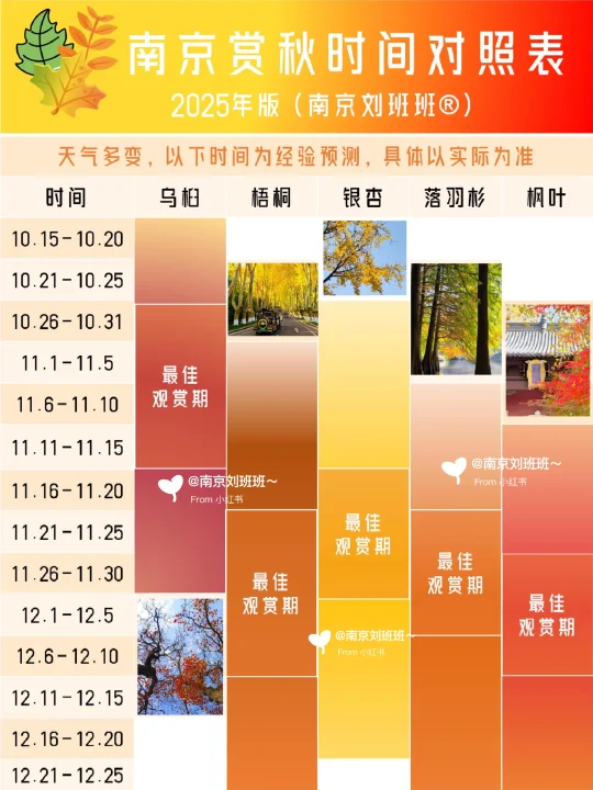🍁南京赏秋进度播报！11月下旬才是王炸！
