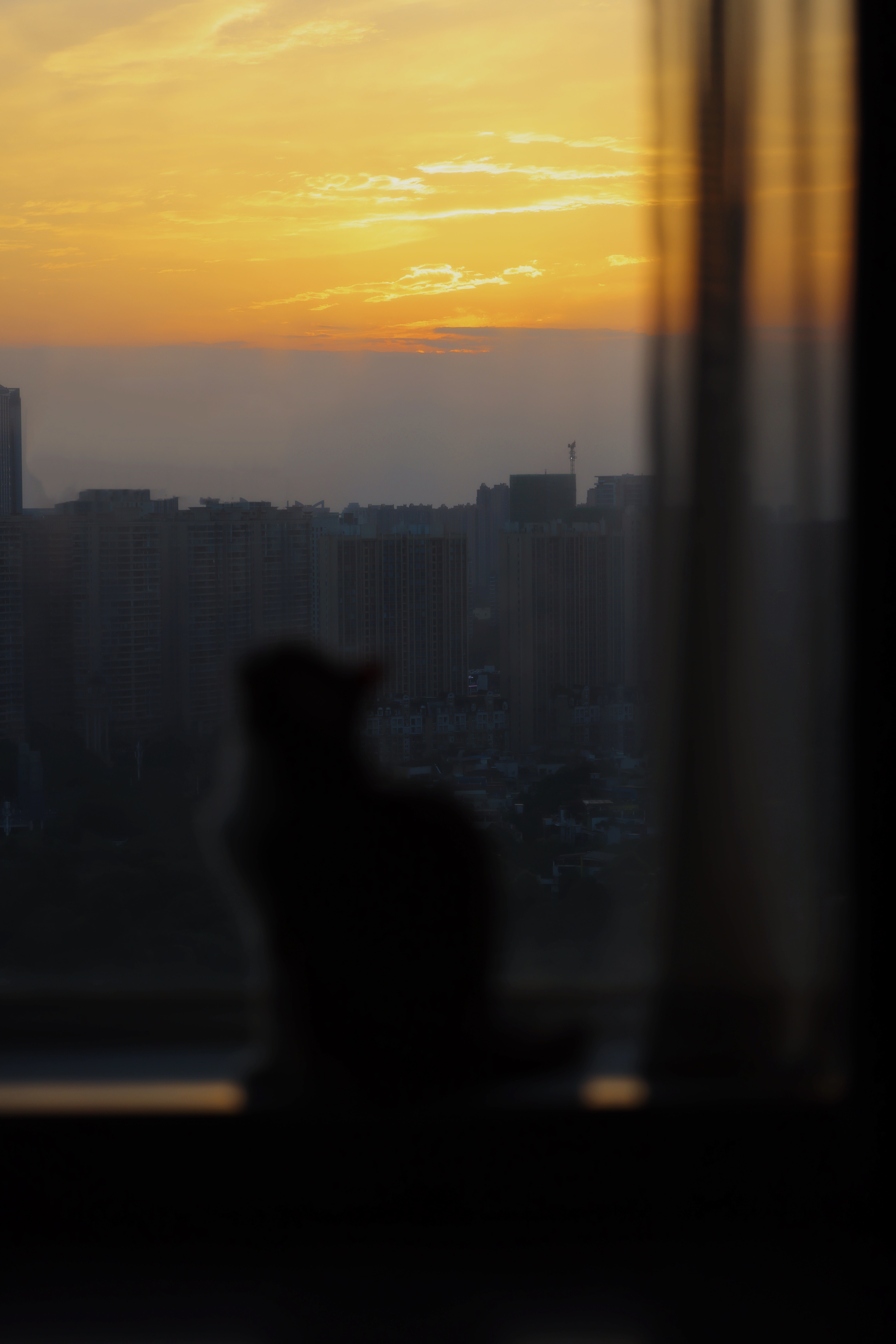 你在外面花天酒地灯红酒绿醉生梦死的时候，小猫就在家里这样等着你。忙，忙点儿好啊。