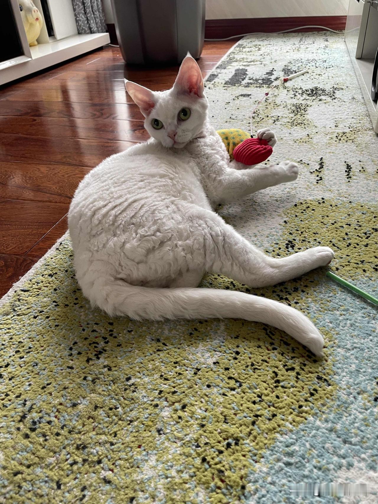 我家有可爱的小猫咪呢。
你看它，玩得正高兴，一叫还知道回头看呢，你看它是不是很有