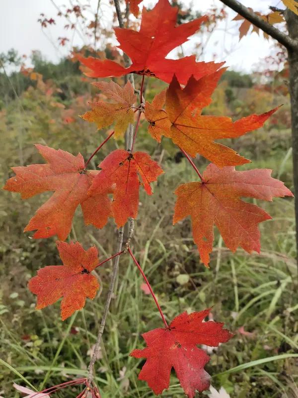 这首《七绝•山枫正红》实在是绝妙至极！“踏径风凉遇晚秋”，起句便将人引入秋风瑟瑟
