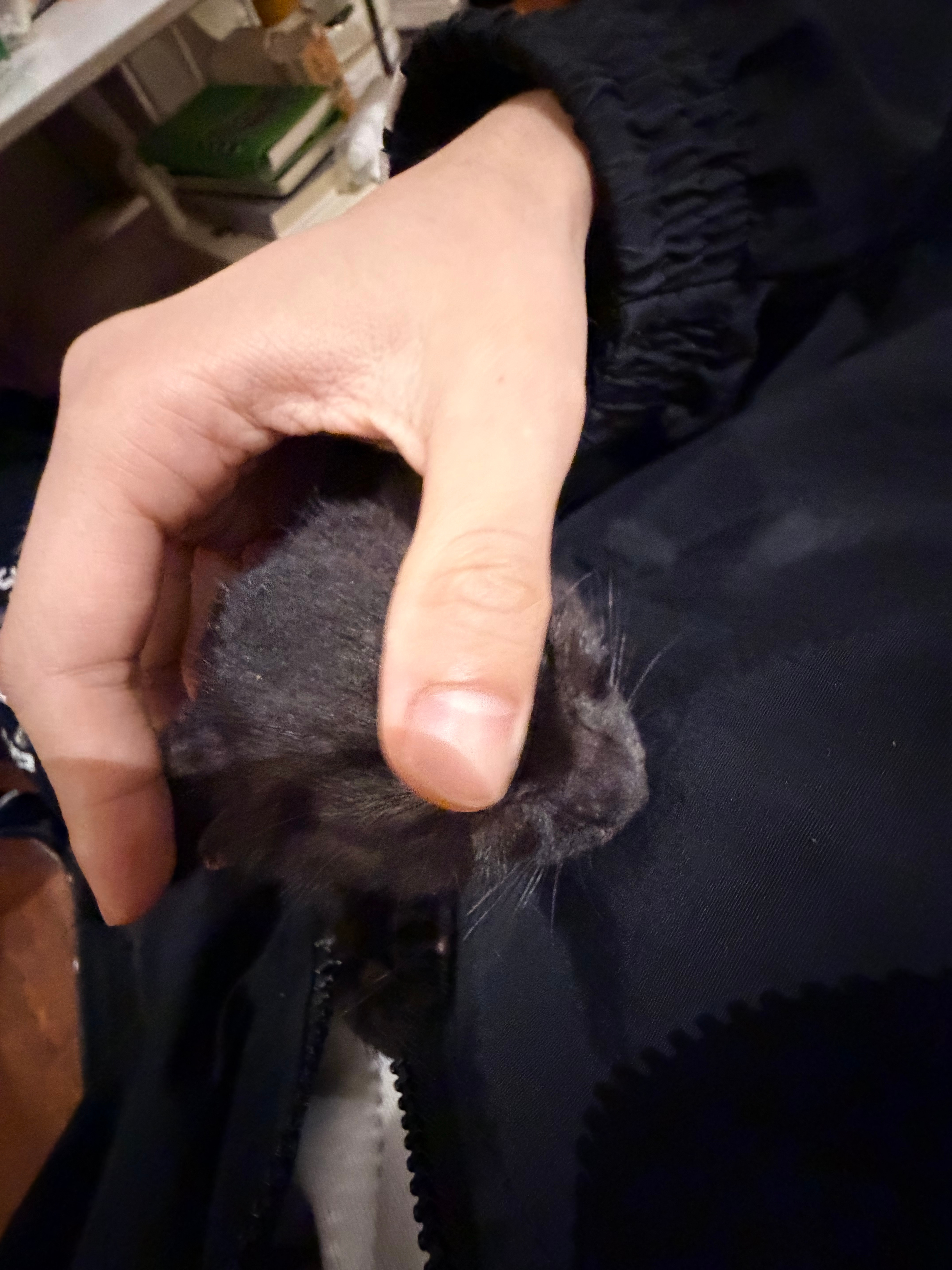 freya躺我身上发出咕噜咕噜的声音 我猜她肯定感觉到很舒服， 看她慢悠悠的往我